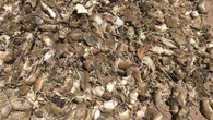 Federal minister open to mouse 'napalm'