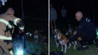 Dogs saved from golf course reservoir by passersby