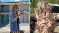 Beekeeping TikToker slammed for ‘very dangerous’ practices
