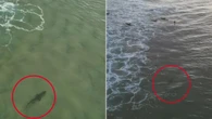 Chilling footage shows massive shark stalking surfers at iconic Aussie beach