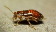 Australia's most pest infested cities and suburbs revealed. Is yours on the list?