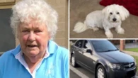 Search for missing elderly woman and her little dog enters ELEVENTH day