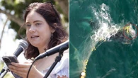Shark net activist group splits after founder films whale entanglement