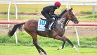 Melbourne Cup contender ruled out after shock vet findings