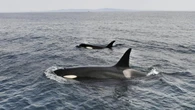 Heartwarming whale act documented in new research