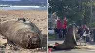 The truth behind Neil the seal’s adorable antics