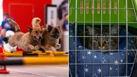 The weird trend taking over list of top pet names