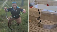 Australians warned to keep their pets safe as snake activity increases