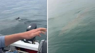 Fishermen reveal moment they realised great white was circling their tiny tinnie
