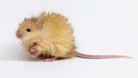 Mammoth effort as scientists engineer woolly mice