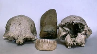 Human jawbone almost 2 million years old unearthed