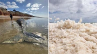 Holiday delight after algal bloom beaches cleared