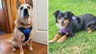 Best-selling dog harness with almost 200,000 reviews is less than $27