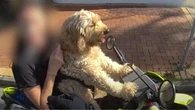 Dog riding motorbike pulled over by ‘paw’ patrol