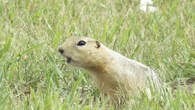 ‘Tens of thousands of them’: The city being overrun by squirrels