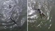 Queensland fishers’ risky encounter with deadly catch sparks warning