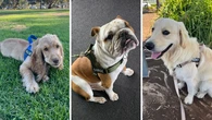 Shoppers say this no-pull harness is a ‘game-changer’ for daily dog walks