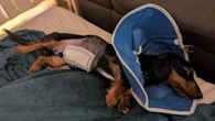 Dog owner’s fear for beloved pet as vet bill hits $23,000