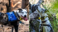 Search begins for Australia’s next koala detection dog