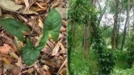‘Pretty but deadly’: popular pot plant sparks urgent warning