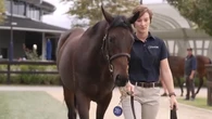 Trainers share sad update on Winx’s $10m foal