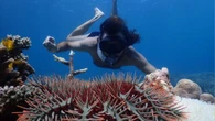 Tiny crabs could help save Australian reefs