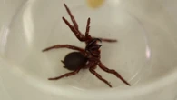 How a deadly Aussie spider could save lives