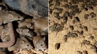 New hope as mouse plague wreaks havoc across Aussie state