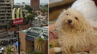 Pet found in fast food restaurant days after earthquake