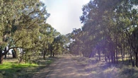 Young ute driver killed as car crashes into tree