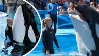 Deepfake viral video of Orca attack twists real-life tragedy