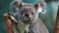 New discovery offers hope for saving Australia’s koalas