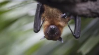Chinese researchers discover batch of new coronaviruses in BATS