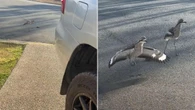 Protective bird parents block family’s driveway