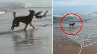 Dingo spotted plucking shark from surf at popular tourist island