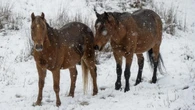 Opponents slam new cull of iconic brumbies