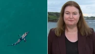 NSW Government refuses to rule out shark cull