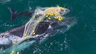 Another humpback whale and calf trapped in shark net off popular beach