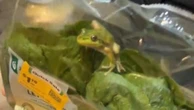 Shock as live frog found in bag of Woolies lettuce
