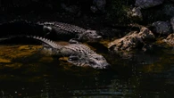 Woman dragged underwater by alligator, miraculously survives