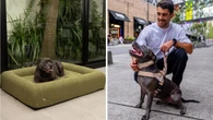 Beloved Aussie pet business launches massive ‘International Dog Day’ sale