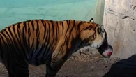 Tiger makes wild prediction for State of Origin decider