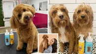 Aussie brand’s miracle detangling products have pet owners raving about the results