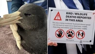 REVEALED: The action plan to stop bird flu spread as deadly illness arrives in another state