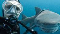 Diver captures ultimate underwater selfie with smiling shark