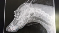 Pet miraculously survives 42 shots to his head