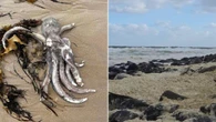 Algae behind ‘catastrophic’ coastal disaster identified as ‘toxic’