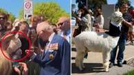 King Charles sneezed on by unlikely fan during Canberra visit