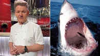 Celebrity chef recounts close encounter with deadly shark in Australia