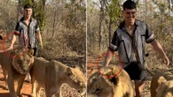 Aussie influencer under fire for shocking act with lions after Queensland mauling